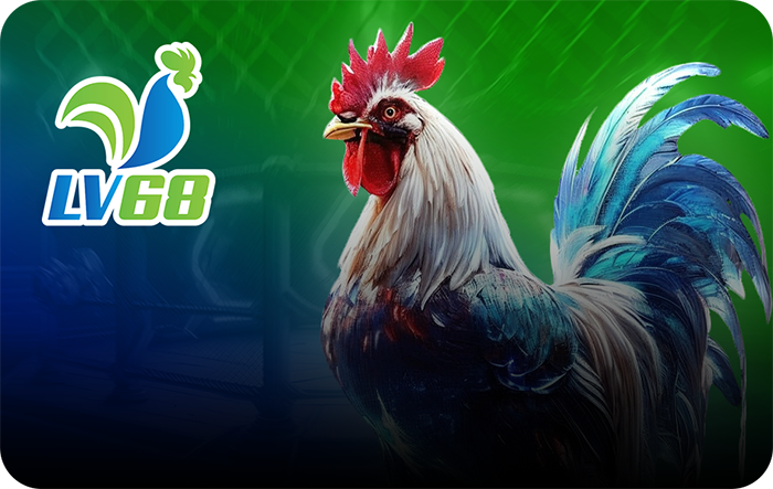 Ng78 cock fighitng